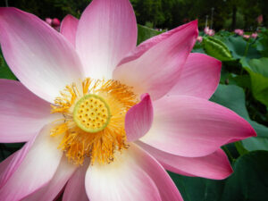 pink lotus in its full bloom 2025 02 06 04 04 01 utc